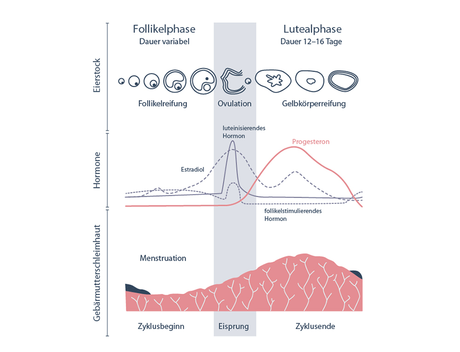 Progesteron.de | Infografik: Progesteron im Zyklusverlauf